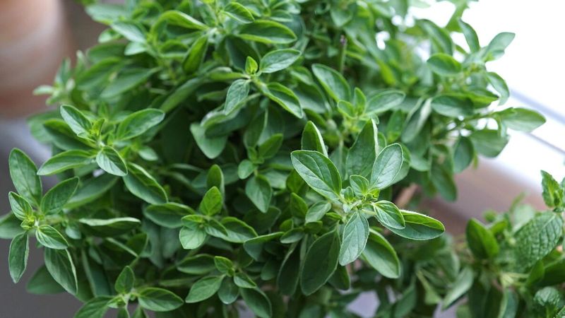Oregano For Easy Herb Growth
