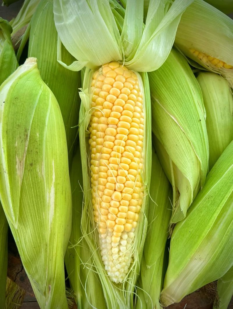 Corn That Needs A Full Season