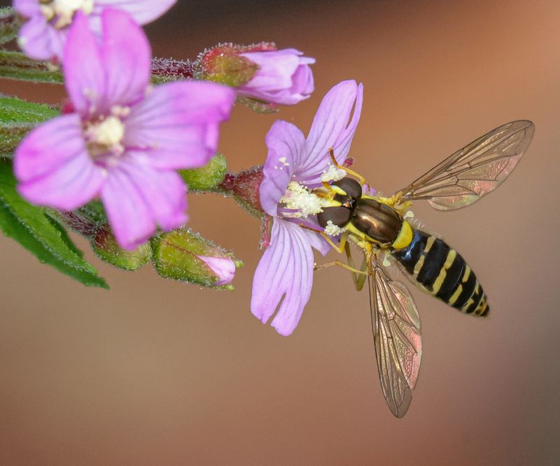 Flower Flies Help Pollinate Small Garden Blooms