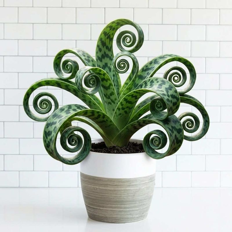 Maintain Proper Care To Keep Your Plant Thriving