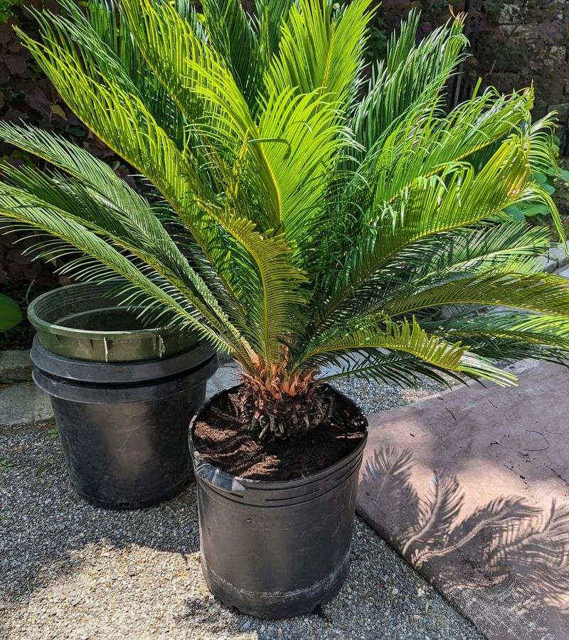 Mulch Lightly And Keep It Away From The Trunk