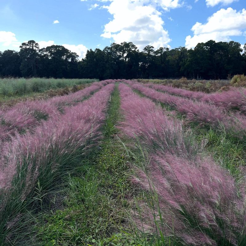 Sweetgrass