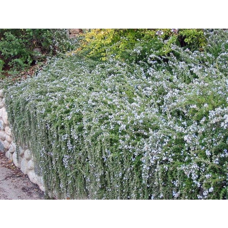 Creeping Rosemary