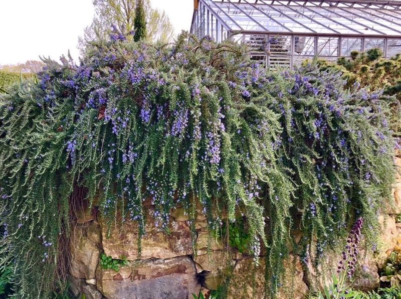 Prostrate Rosemary Trails And Shades Soil