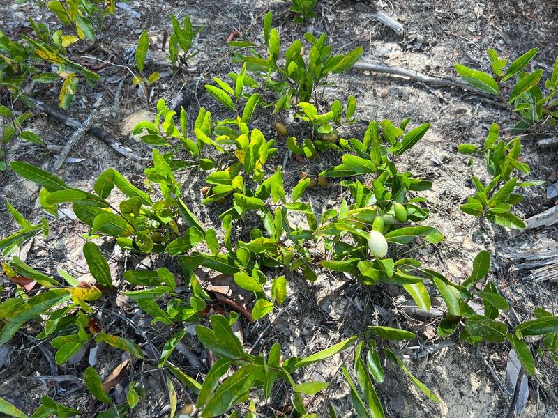 Gopher Apple Works Best In Dry Sandy Coastal Spots