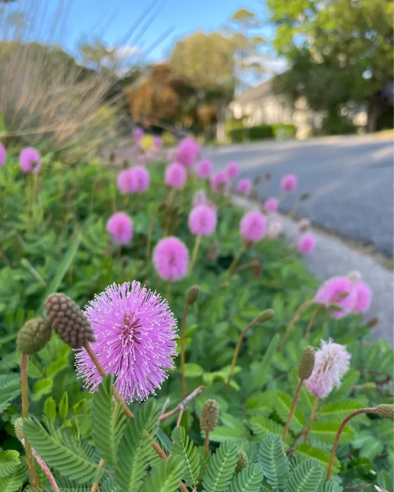 Sunshine Mimosa Creating A Soft Flowering Carpet