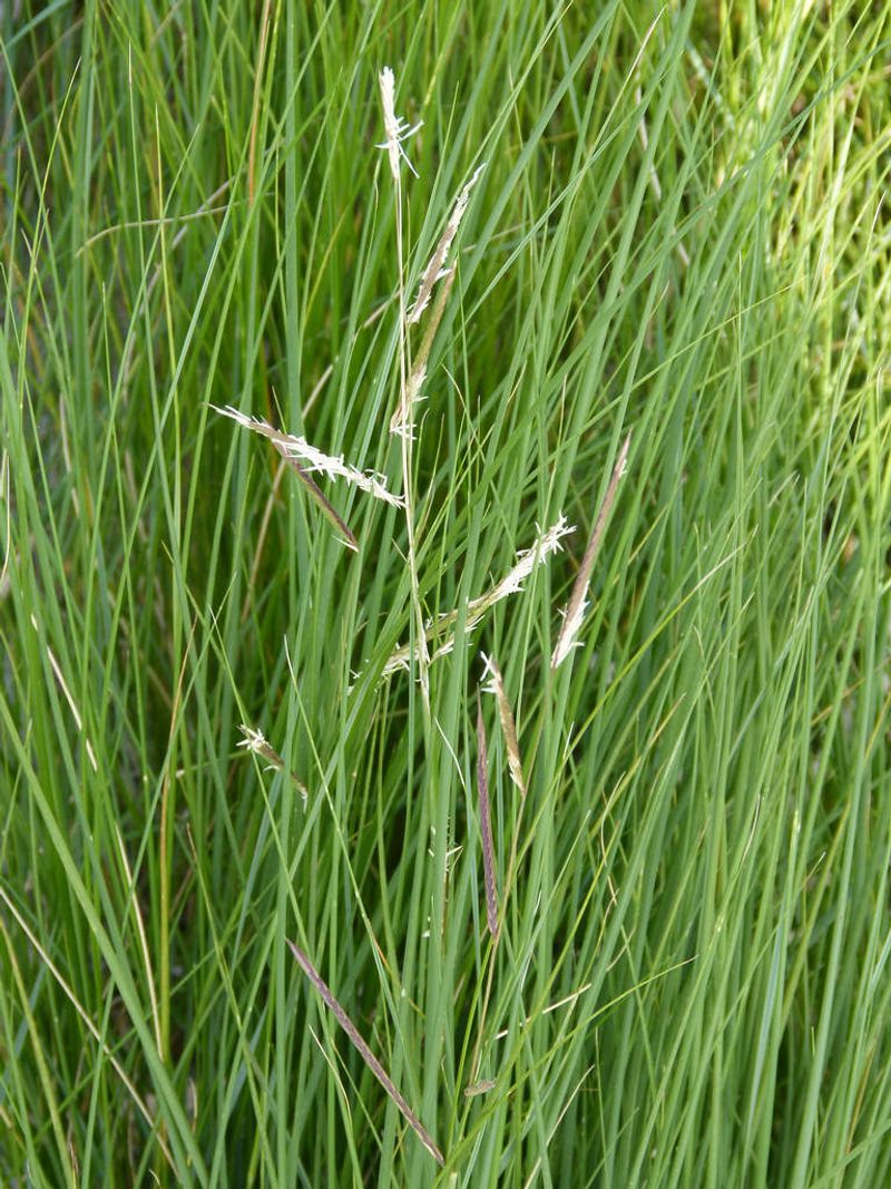 Dune Grass (Saltmeadow Cordgrass)