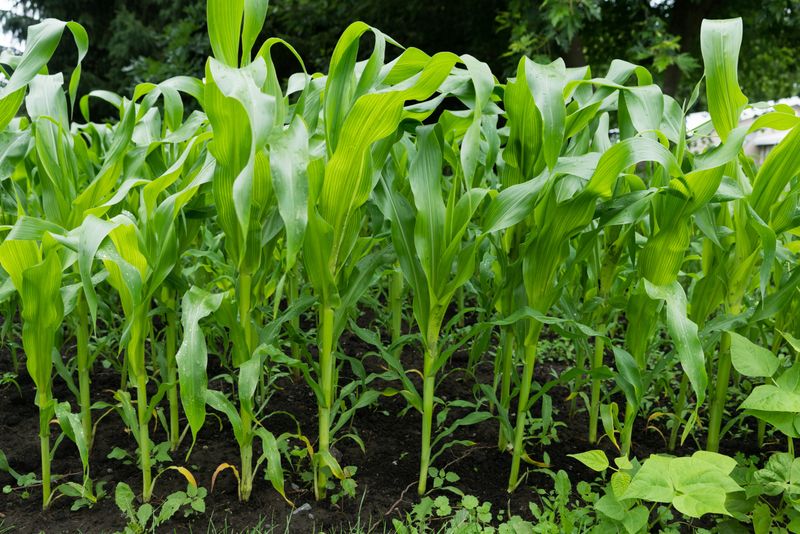 Sweet Corn Adds Tall Summer Flavor To The Plot