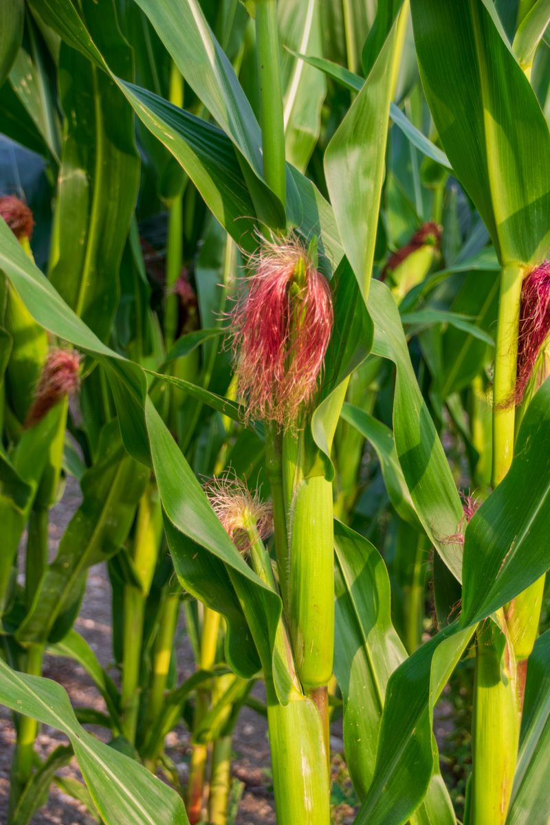 Corn Adds Height And Pollinator-Friendly Blooms To Yards