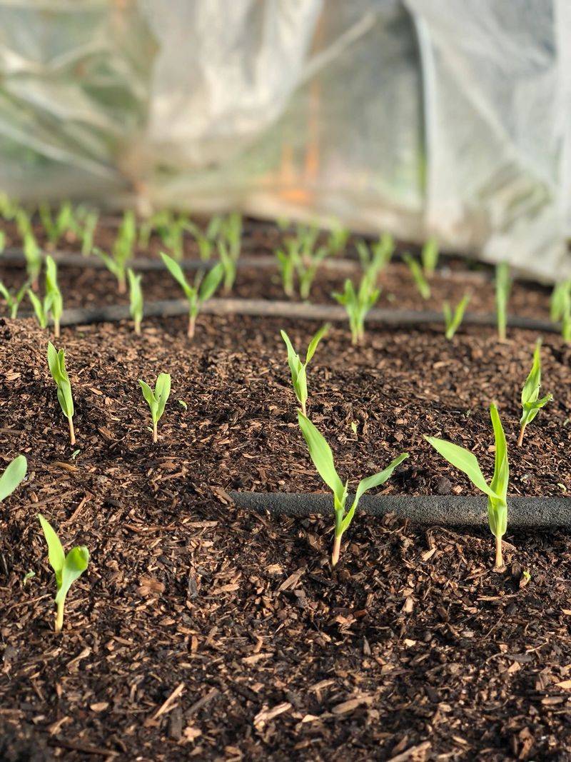 Corn Needs Early Root Stability To Grow Well