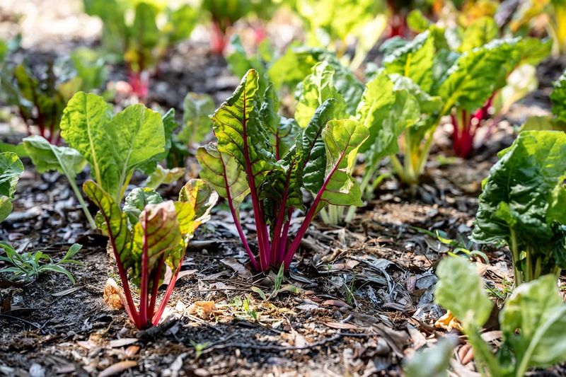 Beets For Sweet Roots And Bonus Greens