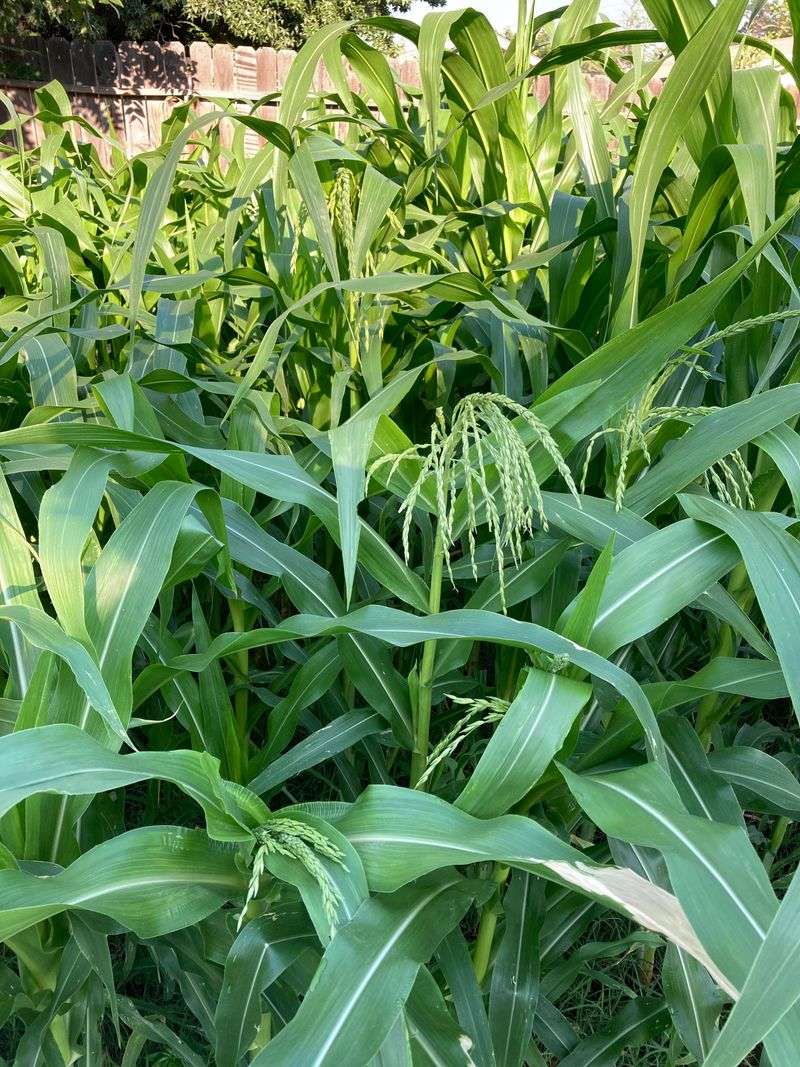 Corn Develops Poor Kernel Set In Heat Stress