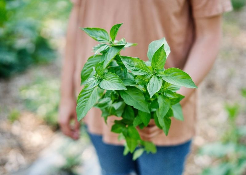 Basil That Thrives With A Head Start