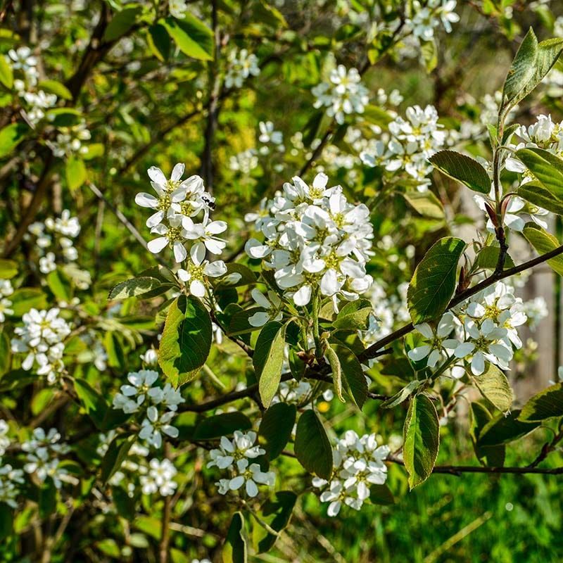 Serviceberry Adds Spring Flowers And Summer Fruit