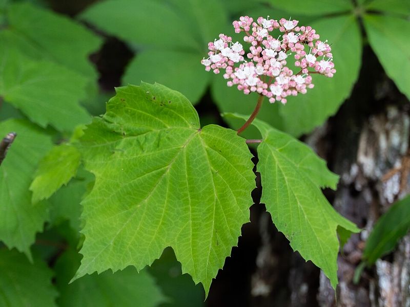 Mapleleaf Viburnum Brings Layered Growth To Shady Spots