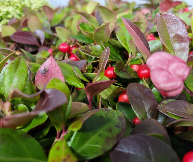 Wintergreen (Gaultheria procumbens)