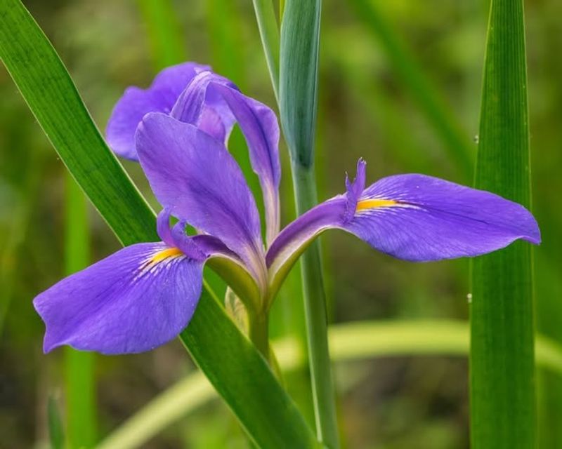 Native Iris That Adds Structure And Color
