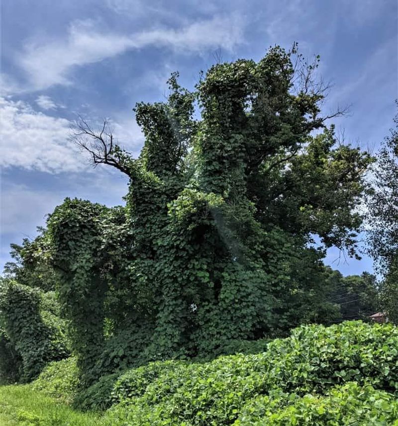 Kudzu