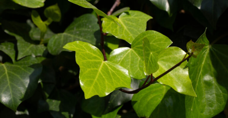 Beautiful Native Pennsylvania Vines To Grow On Fences Instead Of English Ivy