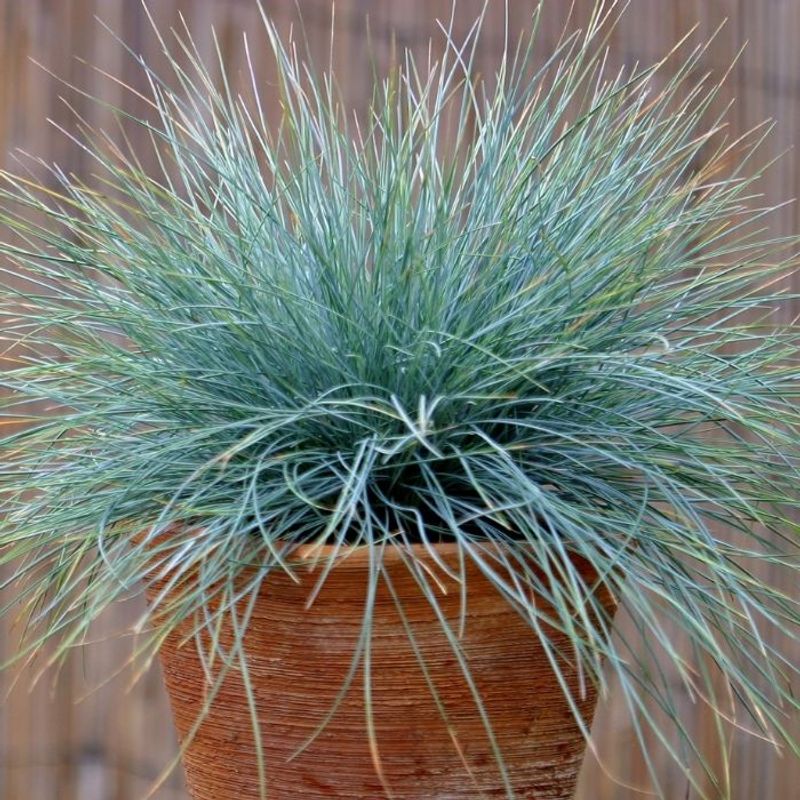 Blue Fescue 