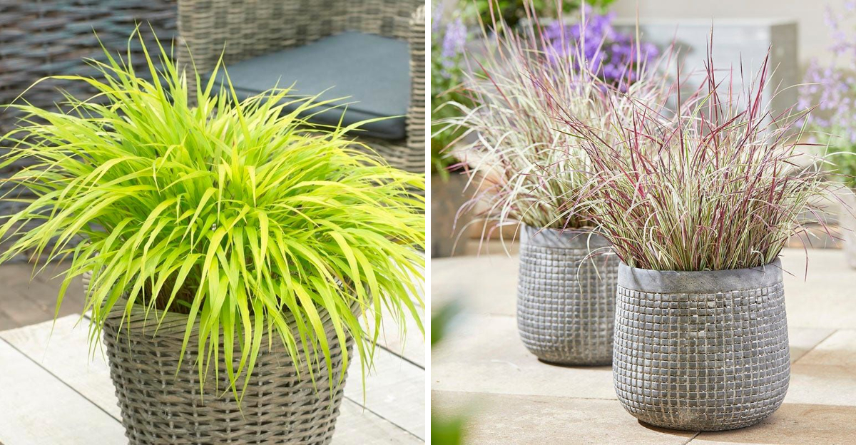 Japanese Forest Grass and Little Bluestem