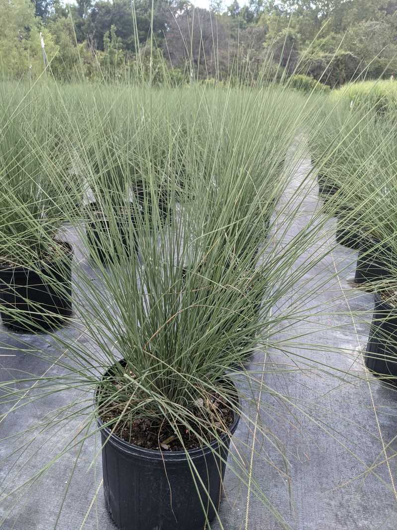 Gulf Muhly
