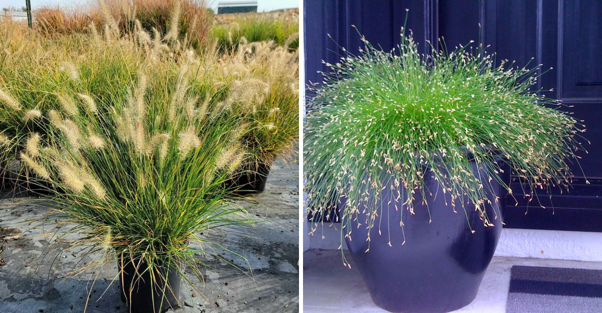 Dwarf Fountain Grass and Fiber Optic Grass