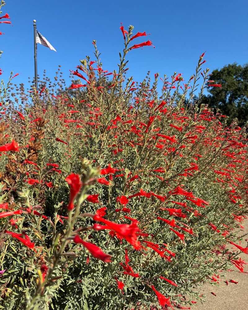 As A Late Season Color Drift In Dry Borders