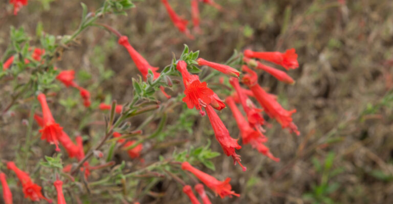 Beautiful Ways To Use California Fuchsia In California Landscapes