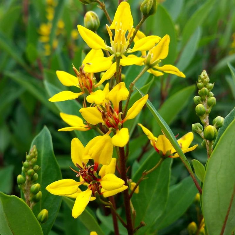 Thryallis Keeps The Yellow Blooms Coming In Full Sun