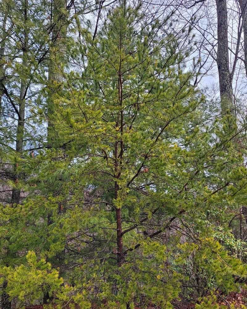 Virginia Pine (Pinus virginiana)