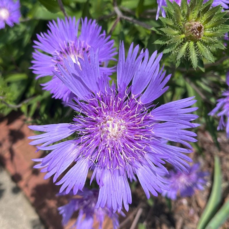 Stokes' Aster Adds Easy Native Color To Sunny Borders