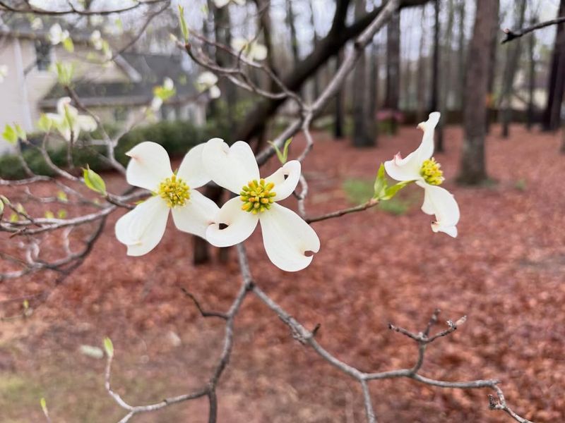 Dogwood Can Be Lightly Pruned After Flowering Ends