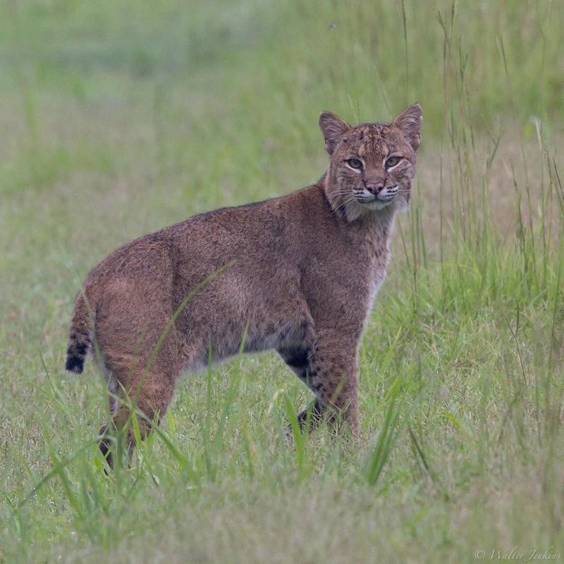 Bobcat Round Prints With No Claw Marks