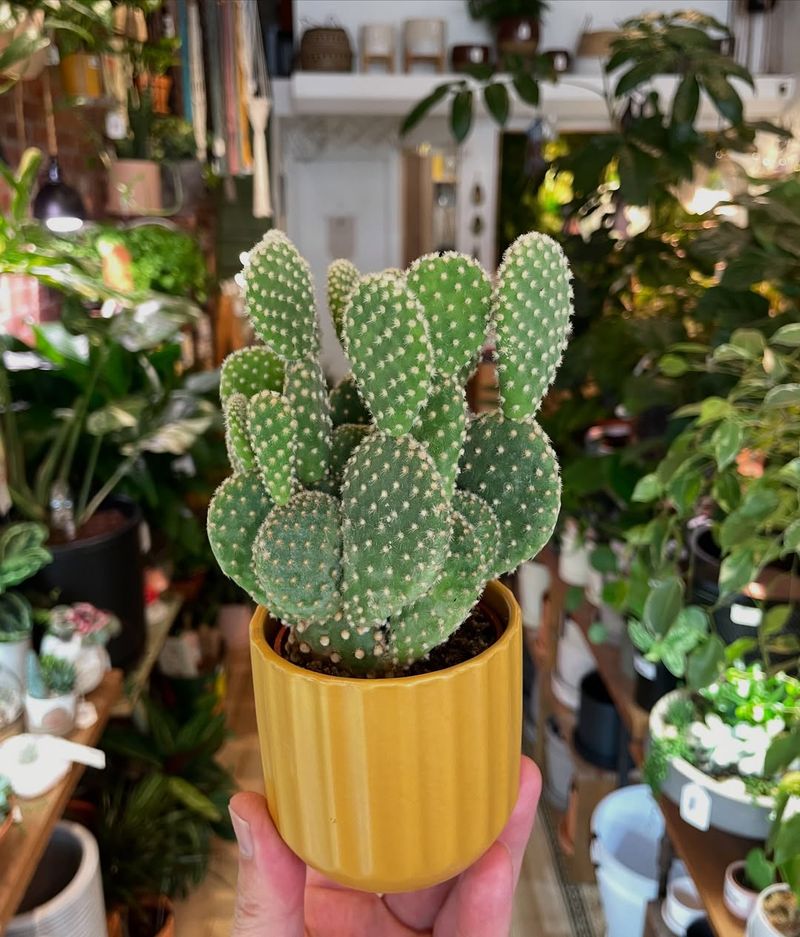 Bunny Ear Cactus Brings Playful Texture To Containers