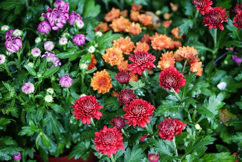 Chrysanthemums