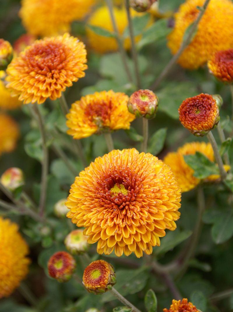 Chrysanthemums
