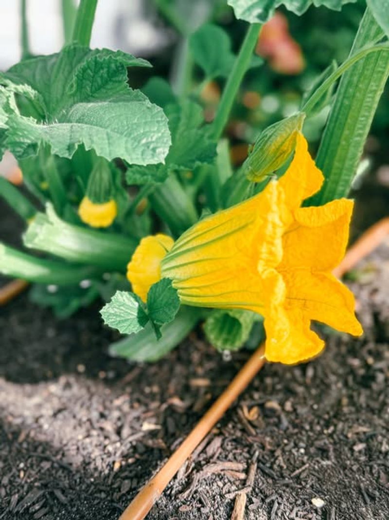 Squash Blossoms 