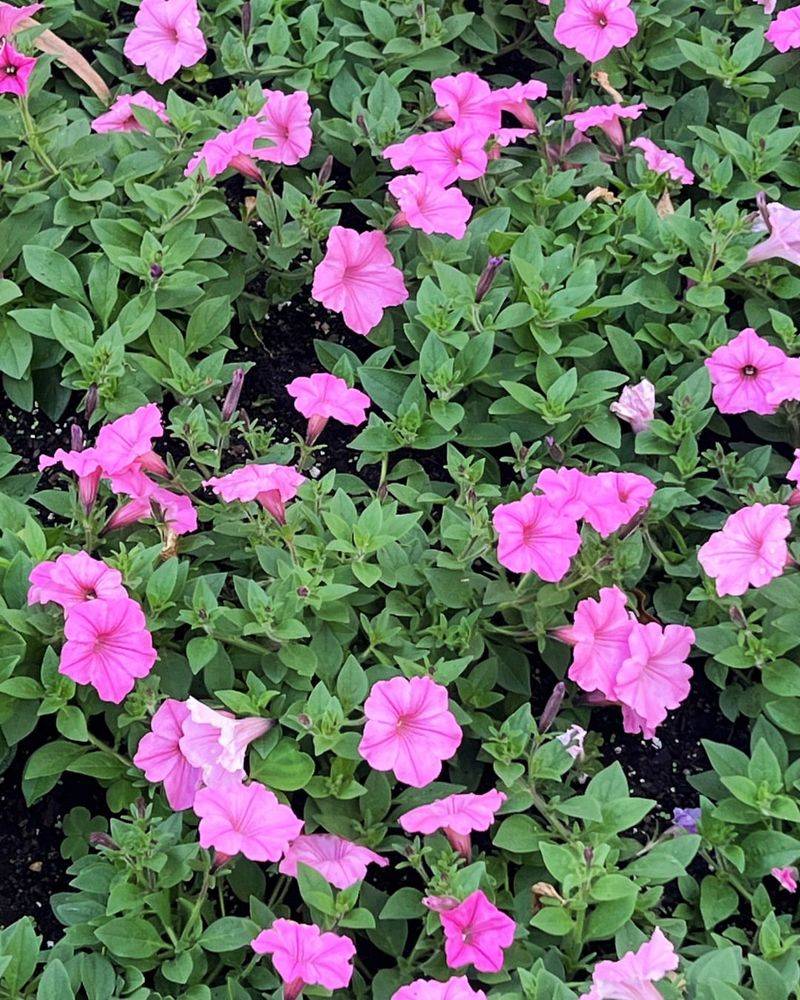 Petunia (Petunia spp.)