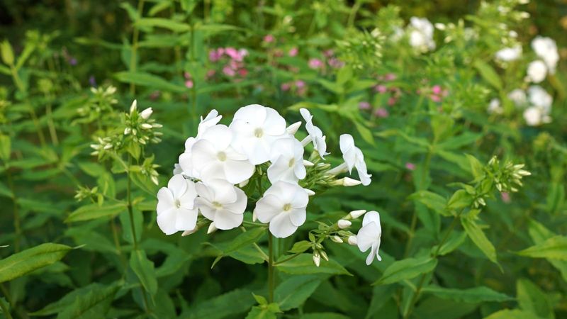 Garden Phlox 