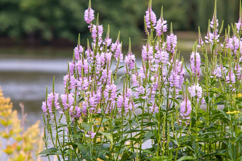 Obedient Plant 