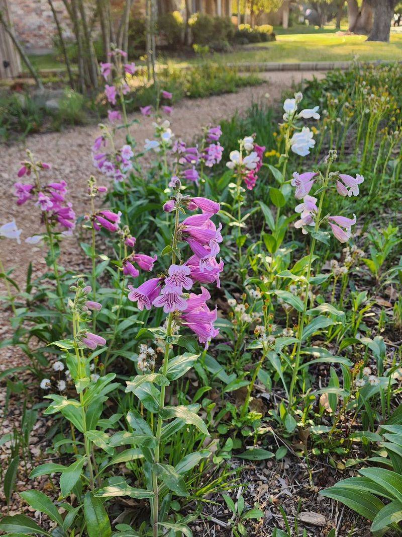 Penstemon Early Color When Gardens Wake Up