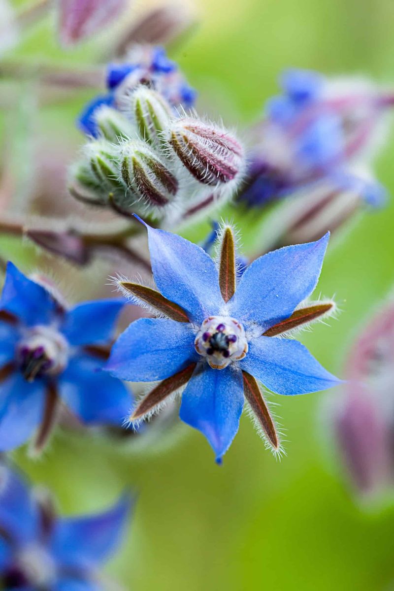 Borage Star-Shaped Blooms Hummingbirds Notice Fast