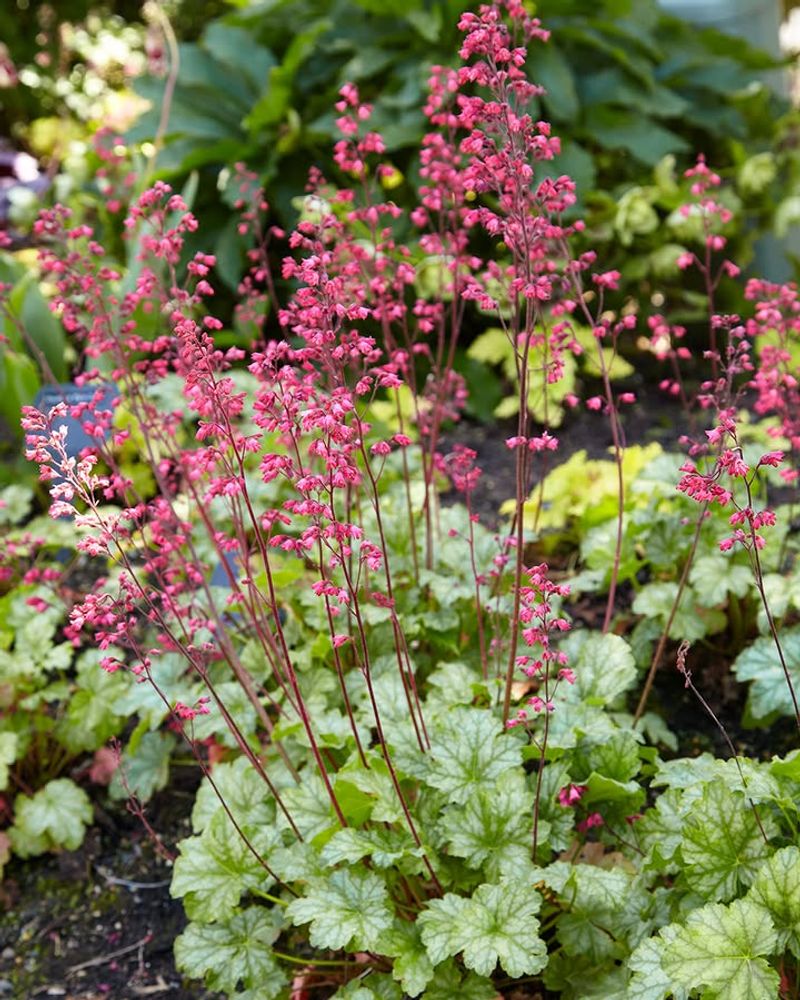 Coral Bells Offer Pink Blooms With Colorful Foliage