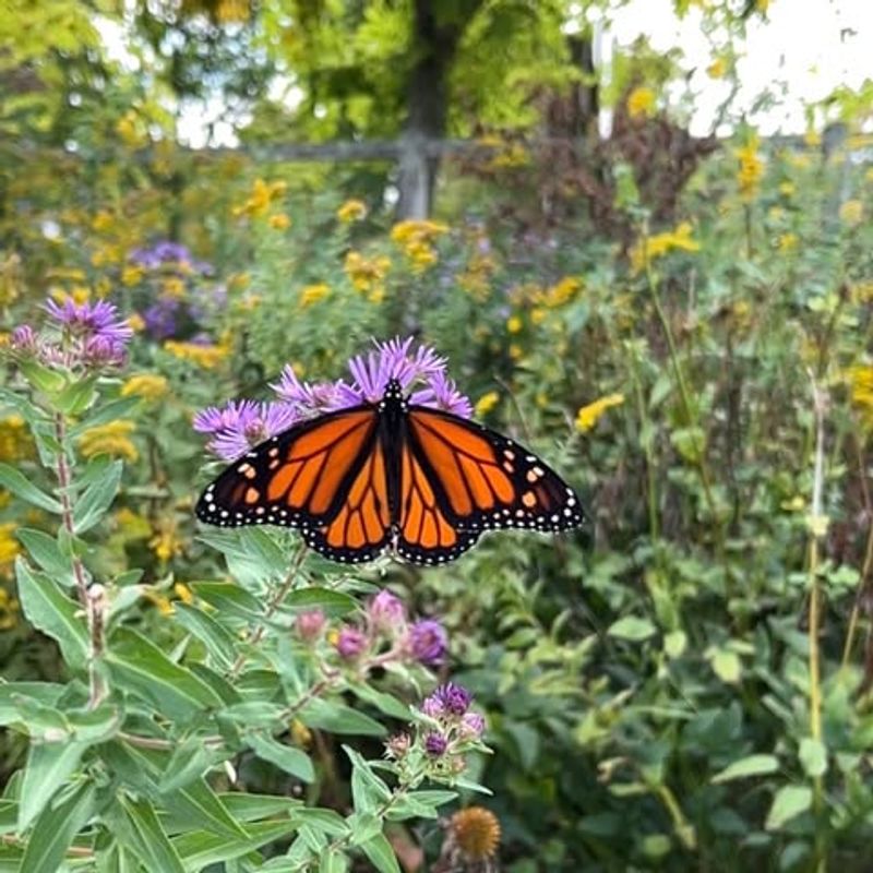 Asters Keep Pollinators Fed After Early Blooms Fade