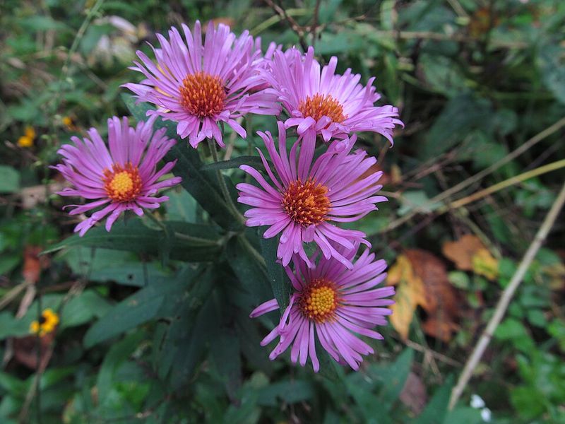 New England Aster Establishes More Easily In Warmer Soil