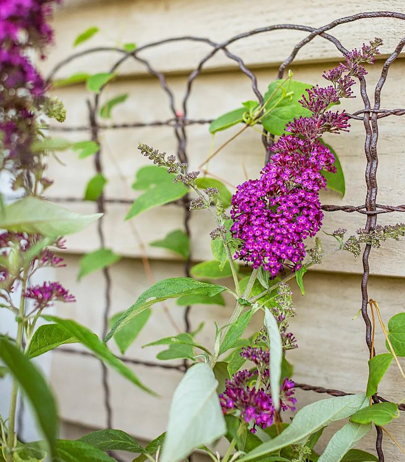 However, Butterfly Bush Outgrows Balcony Spaces