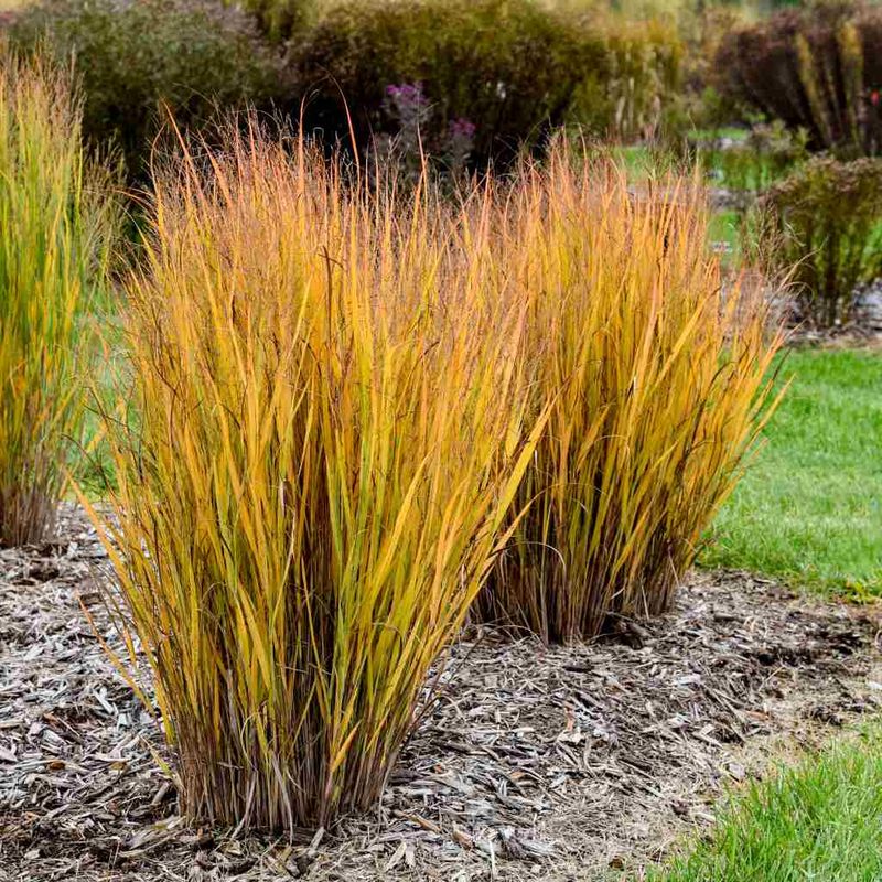 Switchgrass Adds Height And Movement