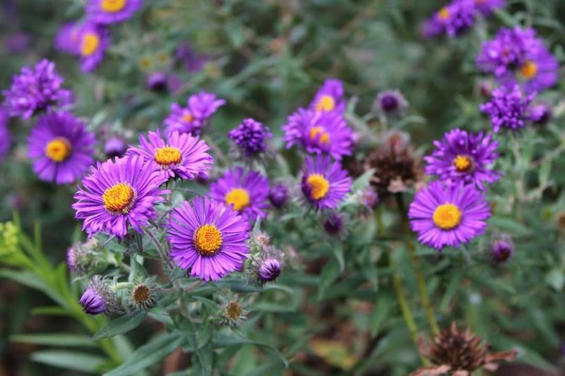 New England Aster Lighting Up The Late Season Garden
