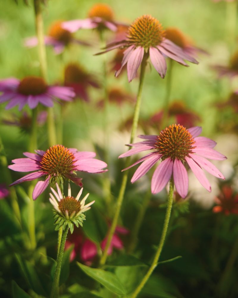 Coneflowers Shift From Prairie Native To Backyard Favorite